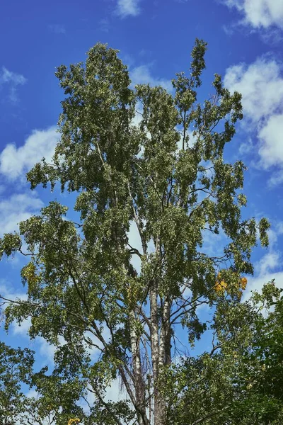 Vertikální Záběr Svěžího Vysokého Stromu Pod Zamračenou Modrou Oblohou — Stock fotografie