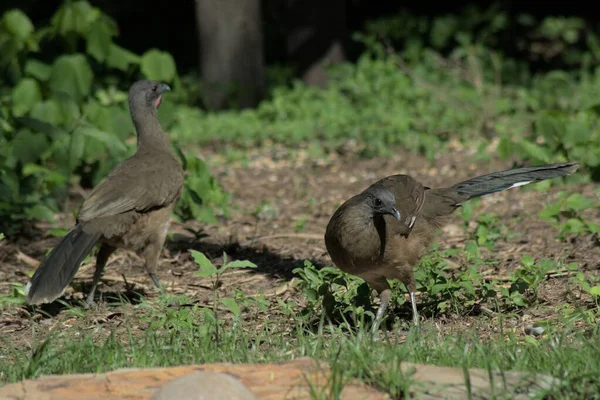 Dva Rozkošné Plain Chachalaca Ptáků Zemi Zahradě — Stock fotografie
