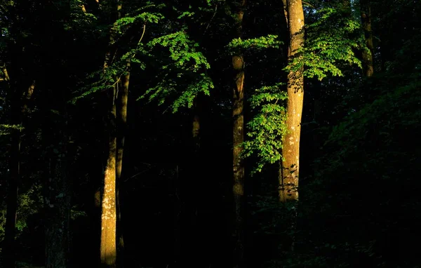 Ormanda Yetişen Yeşil Ağaçlar Altın Gündoğumu Sırasında Karanlık Arka Planda — Stok fotoğraf