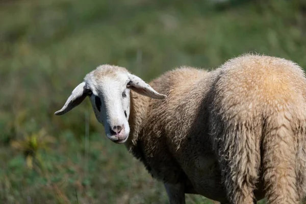 Une Sélection Moutons Dans Pâturage — Photo