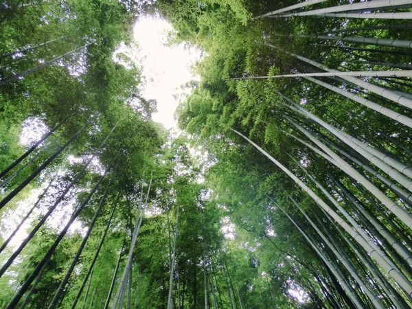 Una Vista Basso Angolo Del Boschetto Bambù Arashiyama Kyoto Giappone — Foto Stock