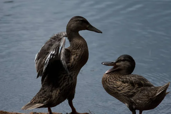 Two Wild Ducks Lakeshore Calm Water — Stock Photo, Image
