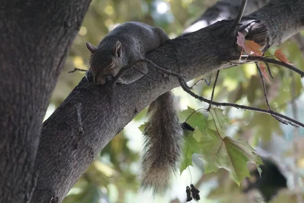 Esquilo Cinzento Oriental Dormindo Uma Árvore — Fotografia de Stock