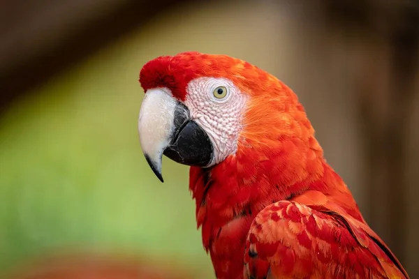 Close Cabeça Papagaio Ara Fundo Embaçado — Fotografia de Stock
