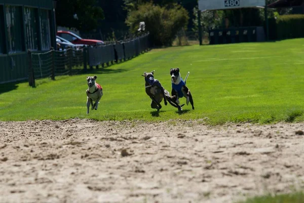 在比利时的灰狗赛道上 3只猎狗在赛程的最后一个连续赛程中全速前进 — 图库照片