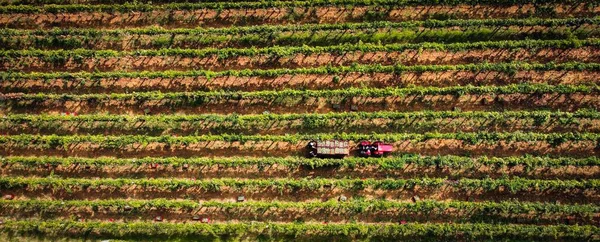 Veduta Aerea Degli Agricoltori Che Raccolgono Raccolto Nei Terreni Agricoli — Foto Stock