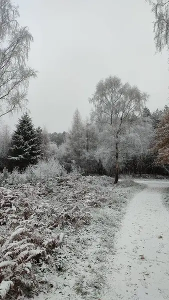 Снежное Дерево Белой Ледяной Земле Зимой Вертикальный Выстрел — стоковое фото