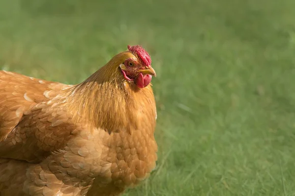 Egy Közelkép Egy Csirkéről — Stock Fotó