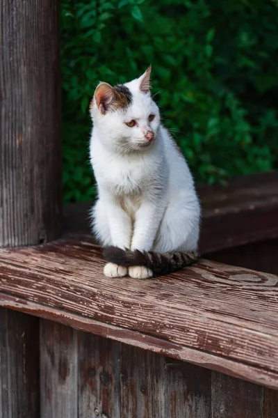 Tahta Bir Yüzeyde Oturan Beyaz Sevimli Bir Kedinin Dikey Görüntüsü — Stok fotoğraf