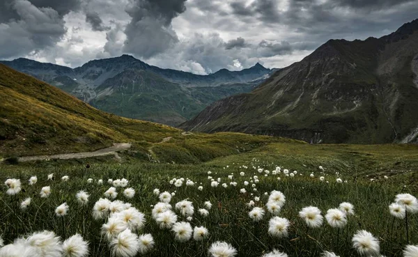 Een Prachtig Uitzicht Bloemen Het Bergachtige Landschap Van Mont Blanc — Stockfoto