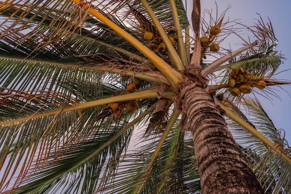 Low Angle Shot Palm Tree — Stock Photo, Image