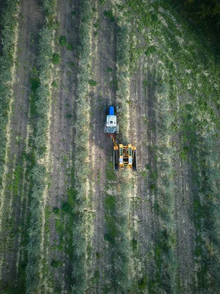 Aerial Vertical View Truck Harvesting Olive Grove Sunny Day — Stock Photo, Image