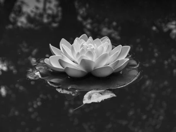湖中漂浮着的莲花的灰度照片 — 图库照片