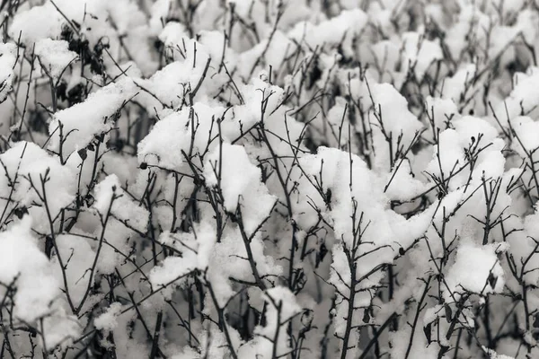 Zbliżenie Ujęcie Gałęzi Białym Puszystym Śniegu — Zdjęcie stockowe