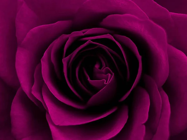 Μια Μακρο Φωτογραφία Από Πέταλα Ενός Λαμπρού Μωβ Τριαντάφυλλου Τέλεια — Φωτογραφία Αρχείου