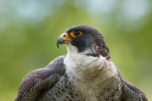 Egy Sáfránysólyom Falco Peregrinus Peregrinator Közelsége Homályos Háttérrel — Stock Fotó