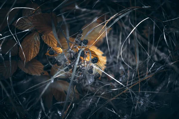 暗い地面の草の上の冬の黄色の葉の閉鎖が周りに茎 — ストック写真