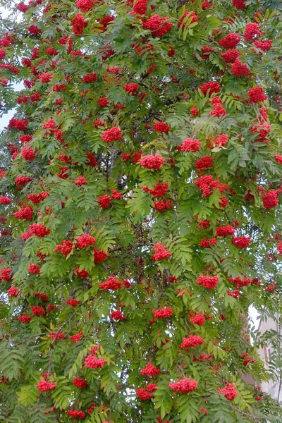 Vertical Shot Fruitful Rowan Berry Tree — Stock Photo, Image