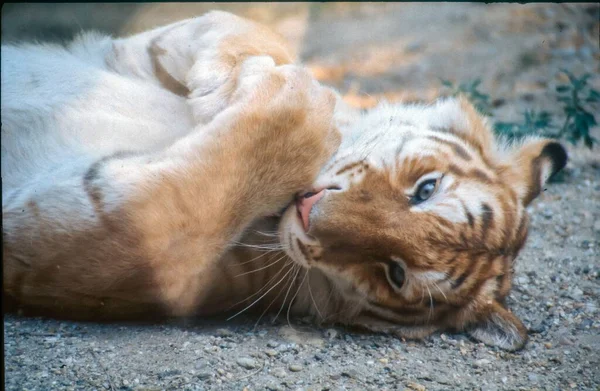 Gros Plan Beau Tigre Sibérien Couché Sur Sol Regardant Caméra — Photo