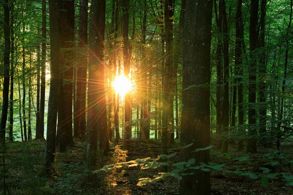 Uma Floresta Densa Com Árvores Verdes Altas Com Sol Brilhando — Fotografia de Stock