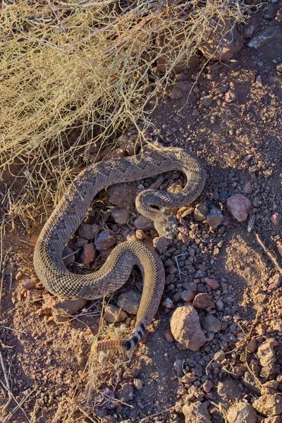 Egy Gyönyörű Függőleges Közelkép Egy Nyugati Csörgőkígyóról Készen Arra Hogy — Stock Fotó