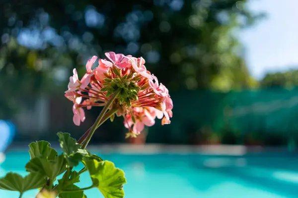 Közelkép Egy Fényes Rózsaszín Crane Bill Virágról Medence Mellett Nappal — Stock Fotó