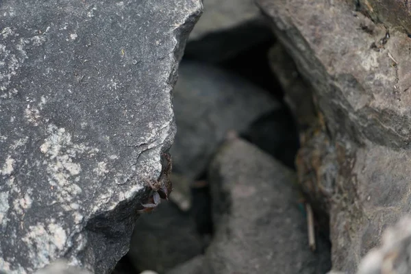 Gri Kayaya Tırmanan Bir Yengecin Yakın Çekimi — Stok fotoğraf