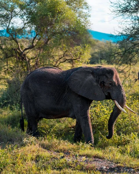 緑の野に立つ大きな象 — ストック写真