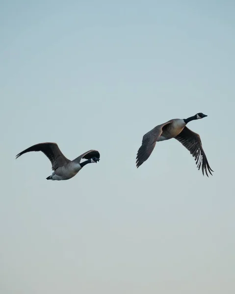 Low Angle Shot Two Geese Flying Wide Open Wings Blue — Stock Photo, Image