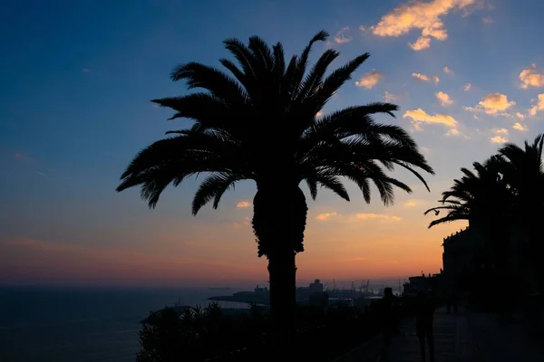 Tarragona Spanya Günbatımında Gökyüzü Olan Palmiye Ağacı Silueti — Stok fotoğraf