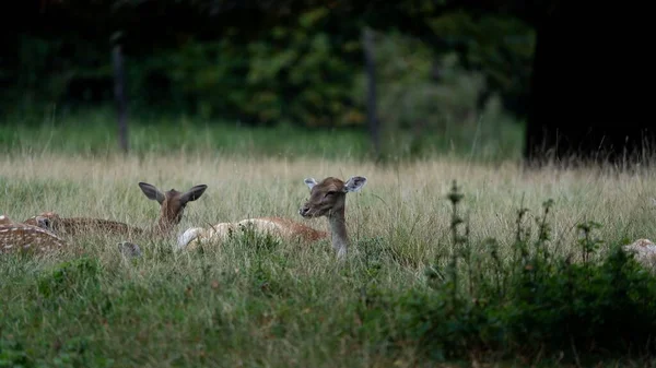 在一个晴朗的日子里 德国莱姆戈森林里两个年轻的鹿的风景画 — 图库照片