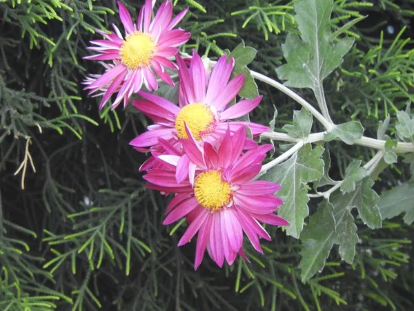 Closeup Shot Korean Chrysanthemums Garden — Stock Photo, Image