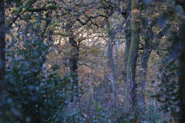 Вид Осінній Ліс Парку Саттон Бірмінгем Велика Британія — стокове фото