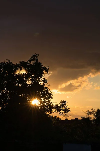 Eine Baumsilhouette Bei Sonnenuntergang — Stockfoto