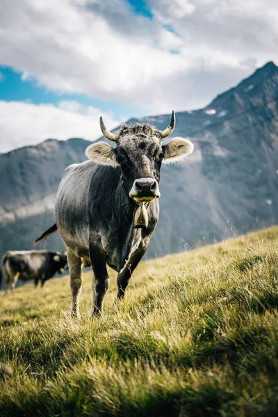 Gros Plan Vertical Une Vache Broutant Dans Herbe Jaunâtre Éclairée — Photo