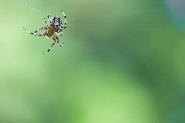 在模糊的背景下爬在蜘蛛丝上的一种交叉蜘蛛 — 图库照片