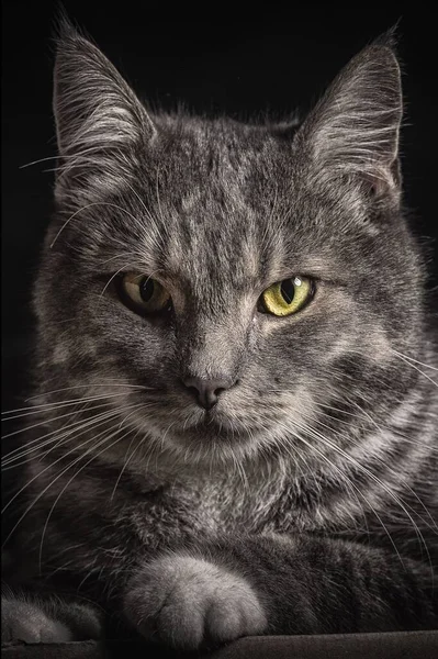 Eine Vertikal Selektive Farbe Eines Pelzigen Gestromten Katzenporträts Vor Schwarzem — Stockfoto