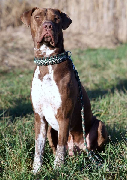一只美洲斗牛犬的特写镜头 它的绿色领子在草地上 — 图库照片