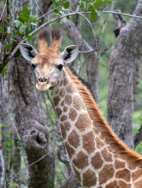 Primo Piano Verticale Una Giraffa Contro Alberi Verdi Nel Parco — Foto Stock