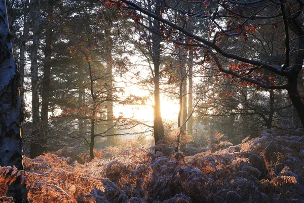 Uma Vista Panorâmica Luz Solar Uma Floresta Outono Parque Sutton — Fotografia de Stock