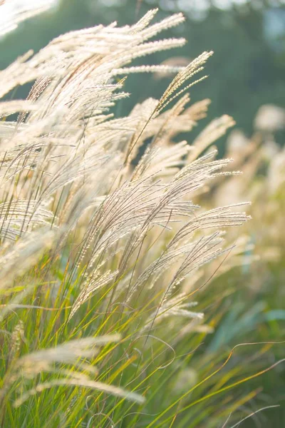 フィールド内の中国の銀の草の垂直ショット — ストック写真
