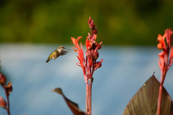 赤いインドのショットの花の上を飛ぶハチドリの閉鎖 — ストック写真