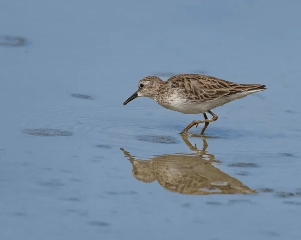 Close Profile View Least Sandpiper Reflecting Blue Water — Stock Photo, Image