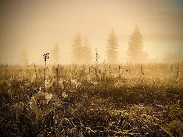 Vacker Bild Grön Skog Med Blommor Dagen — Stockfoto
