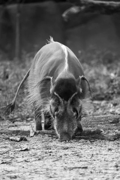 Eine Vertikale Schwarz Weiß Aufnahme Eines Wildschweins Mandai Singapur — Stockfoto
