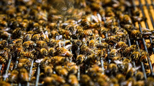 Ένα Κοντινό Πλάνο Μιας Αποικίας Μελισσών Μια Κυψέλη Αρπακτικό — Φωτογραφία Αρχείου