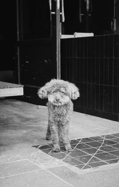 Vertical Grayscale Shot Furry Poodle Looking Camera — Stock Photo, Image