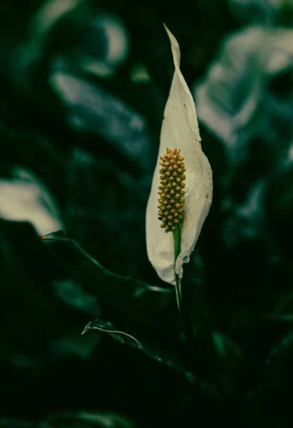 Bulanık Bir Arka Planı Olan Spatthiphyllum Wallisii Çiçeğinin Dikey Çekimi — Stok fotoğraf