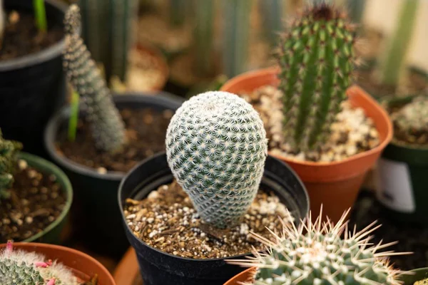 Fehér Kaktusz Egy Növényházban — Stock Fotó