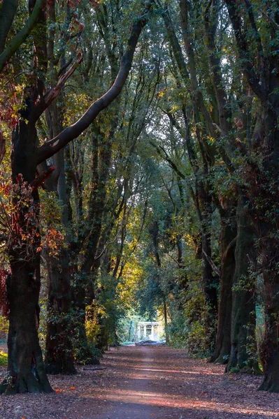 Vertikální Záběr Chodník Obklopený Vysokými Stromy Lese Dne — Stock fotografie
